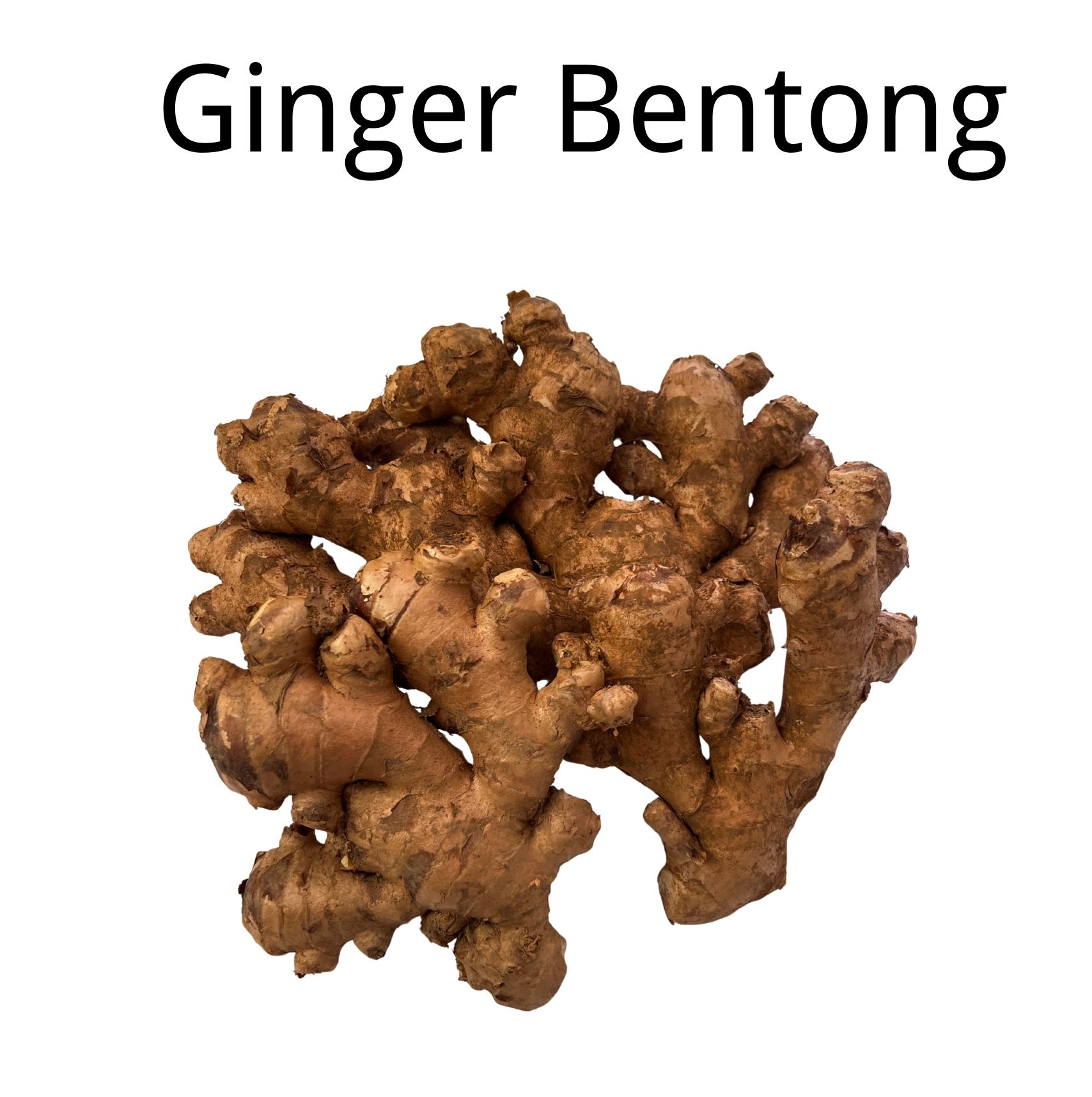 Bentong Old Ginger | Halia Bentong Tua | 文冬老姜 - Image 4