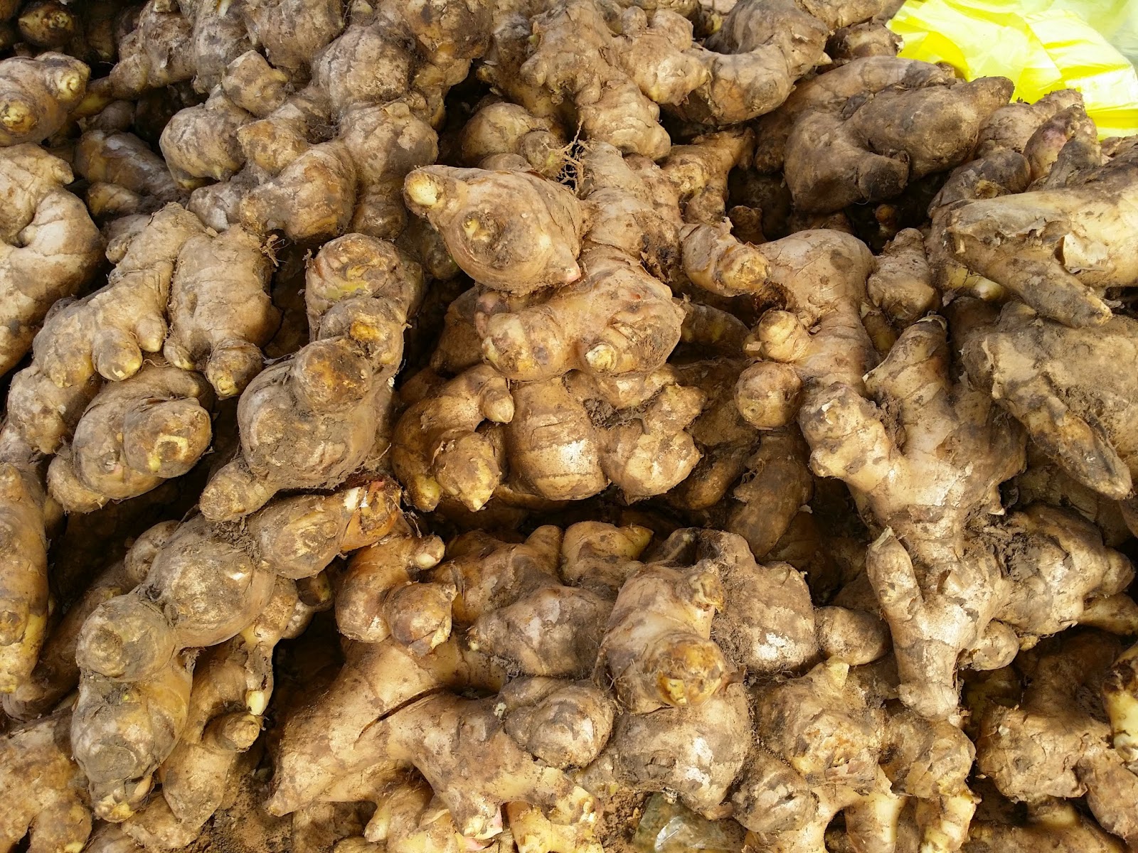 Bentong Old Ginger | Halia Bentong Tua | 文冬老姜 - Image 2